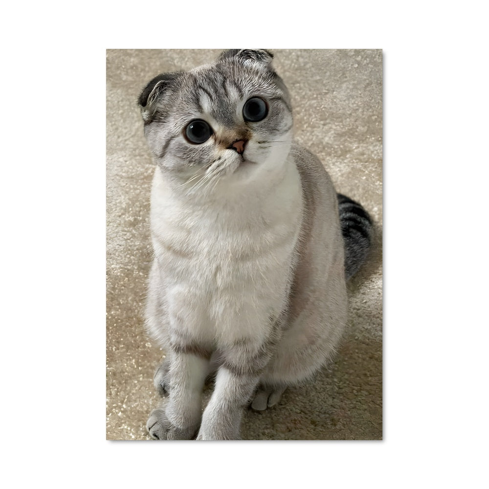 Poster Yeux de Scottish Fold