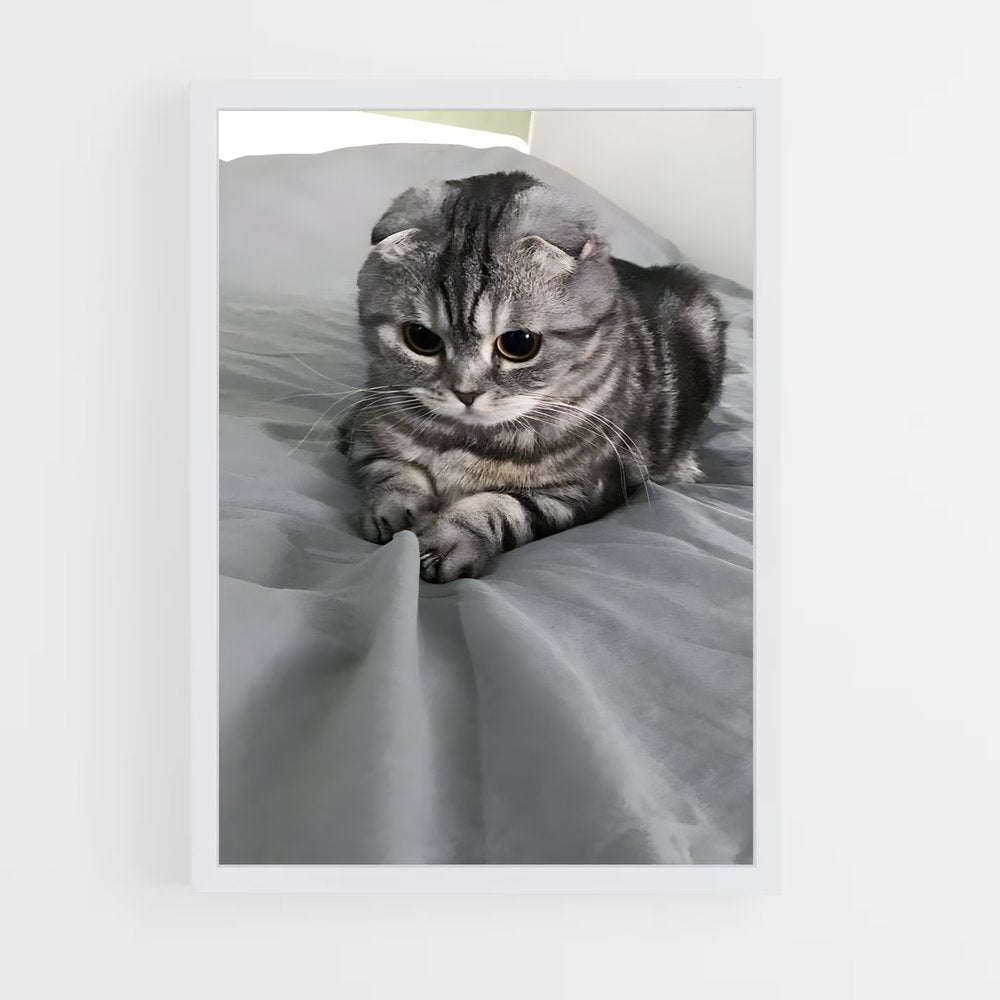 ap-scottish fold-2 cadre Blanc