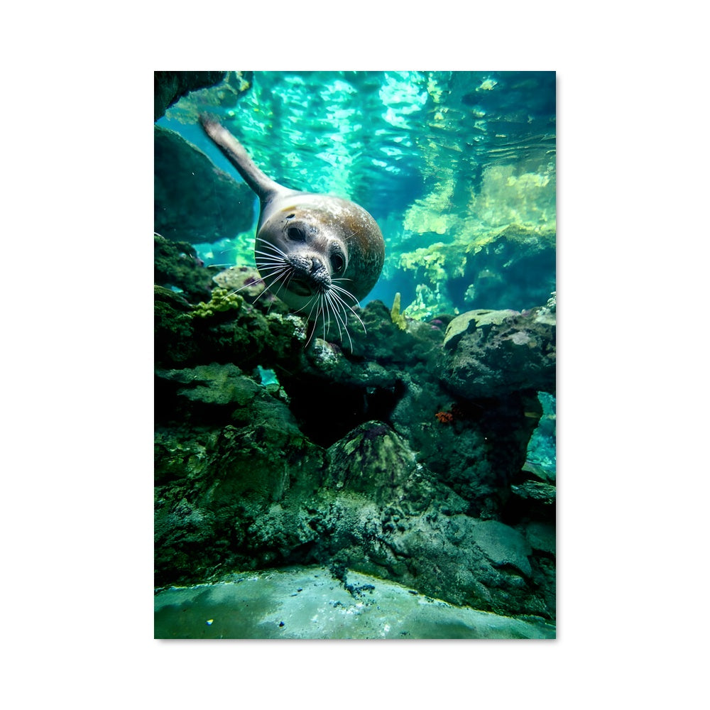 Poster La Danse des Lions de Mer