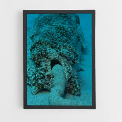 ap-sea cucumber-1 cadre Noir