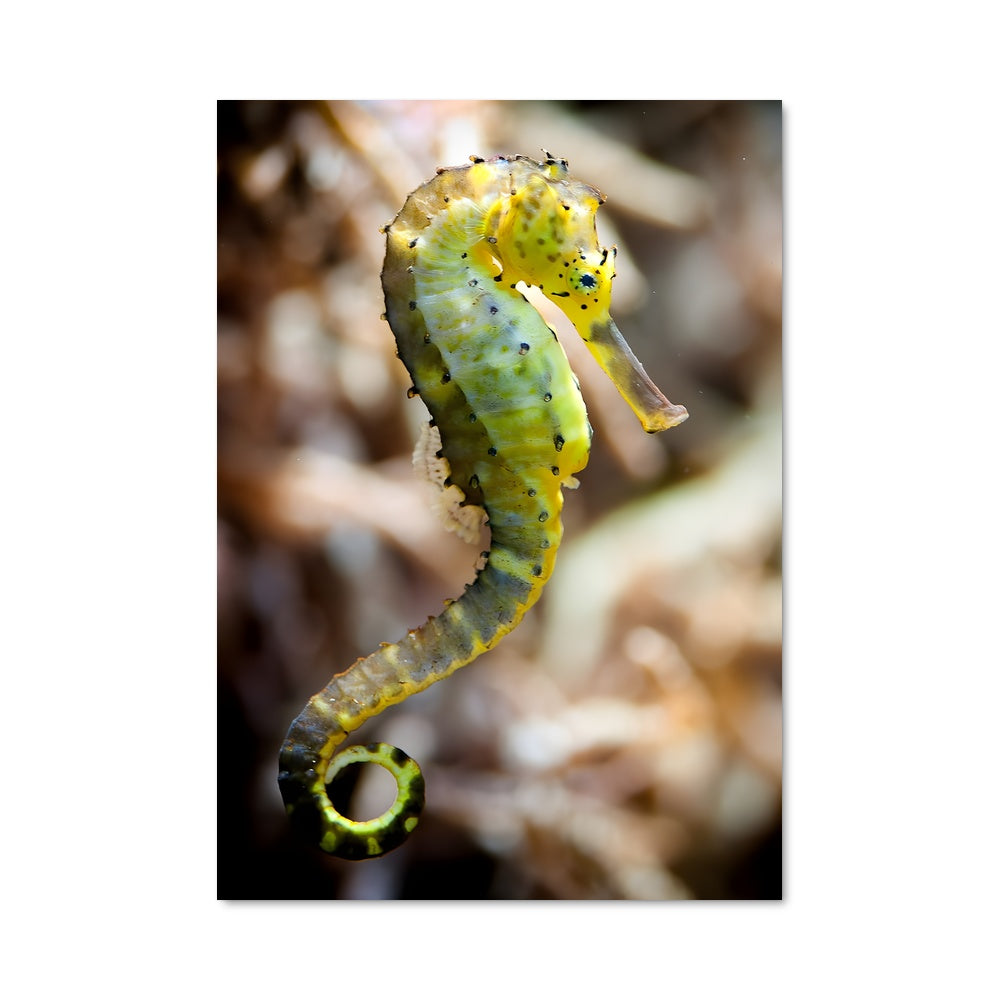 Poster Hippocampe Enchanté