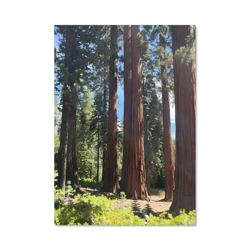 Poster Sequoia Majestueux