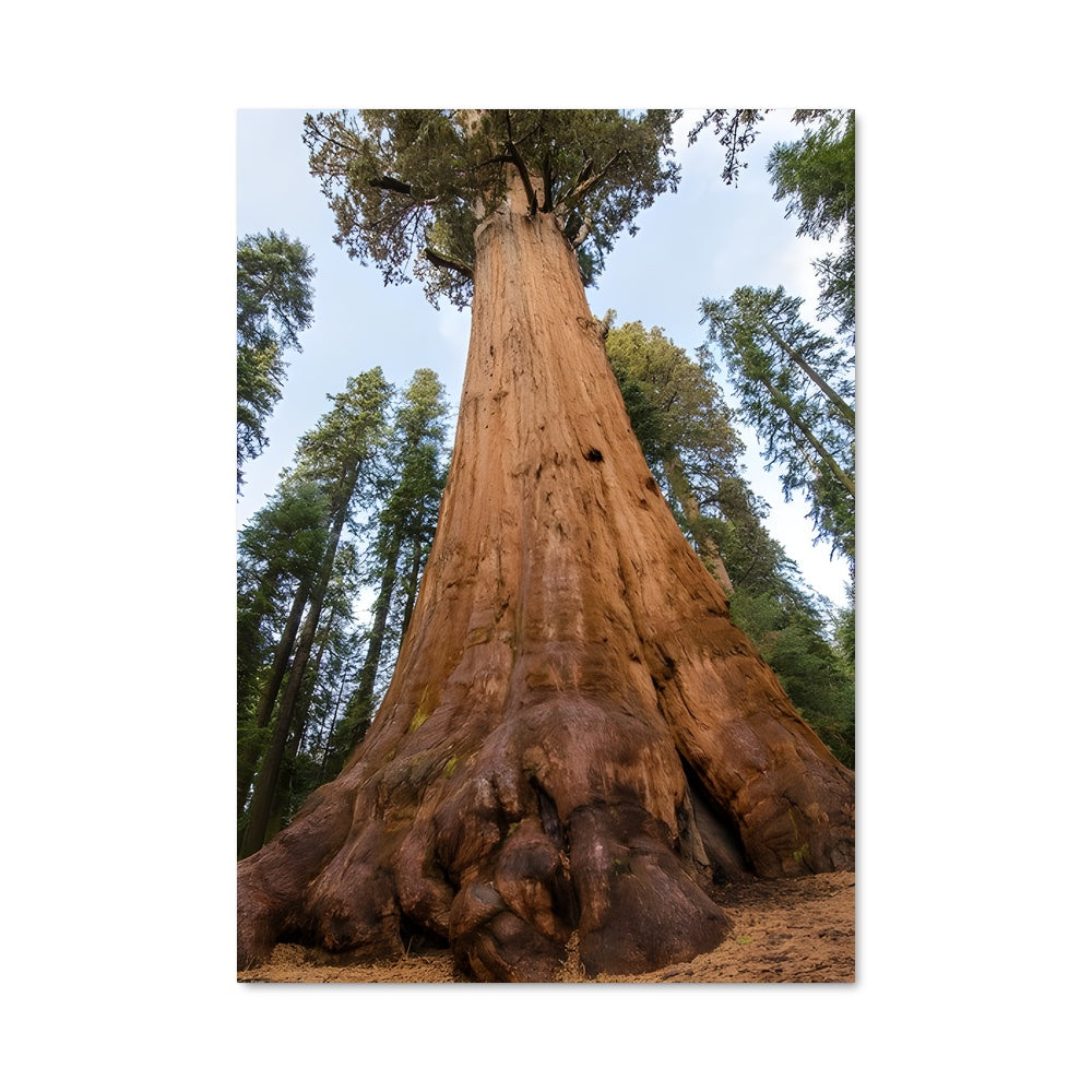 Poster La Majesté du Séquoia