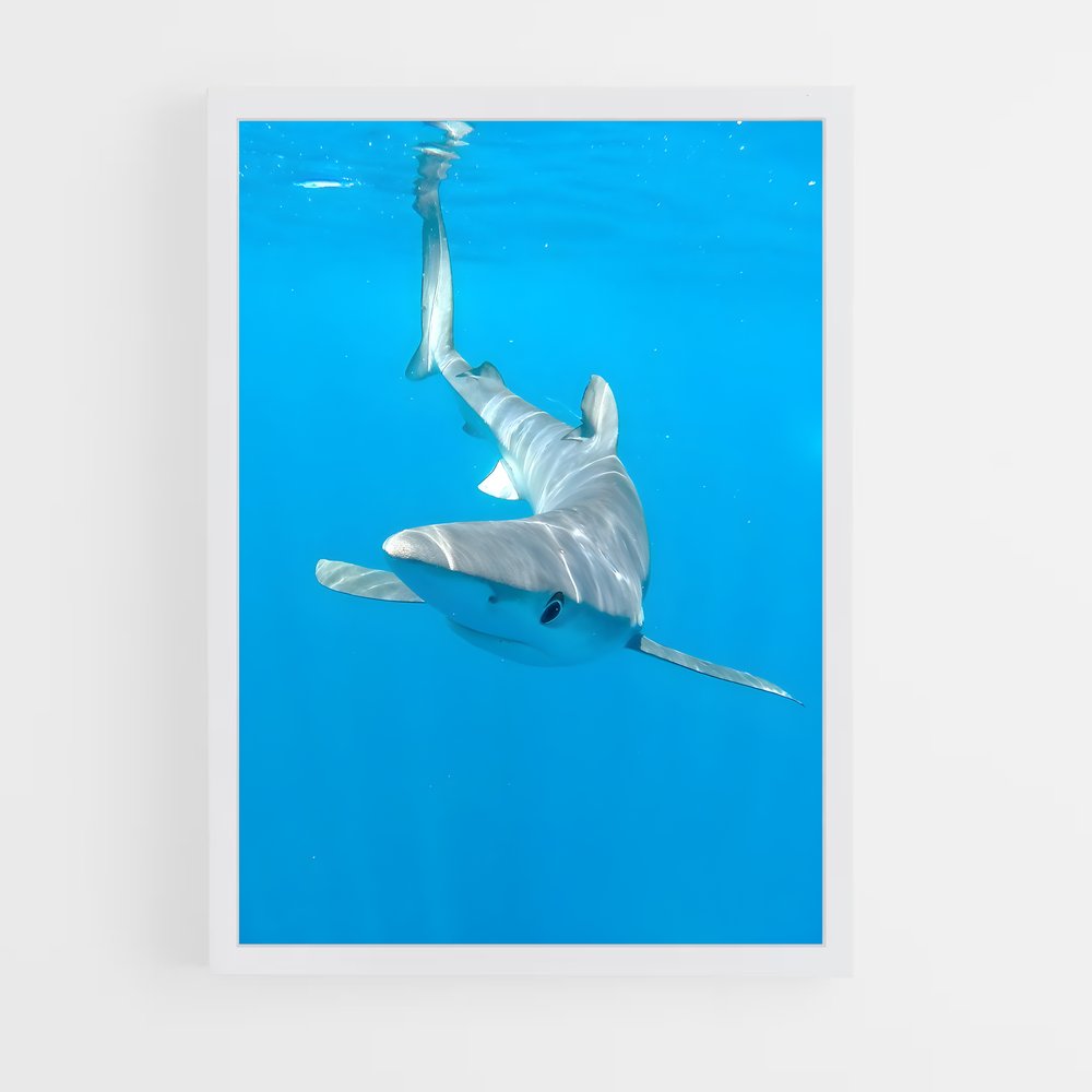 ap-shark-3 cadre Blanc