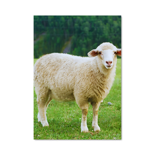 Poster Mouton Rêveur