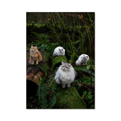 Poster Chats en Méditation