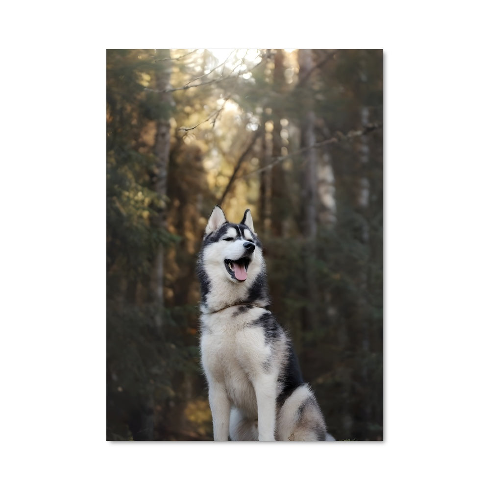 Poster Husky en Méditation