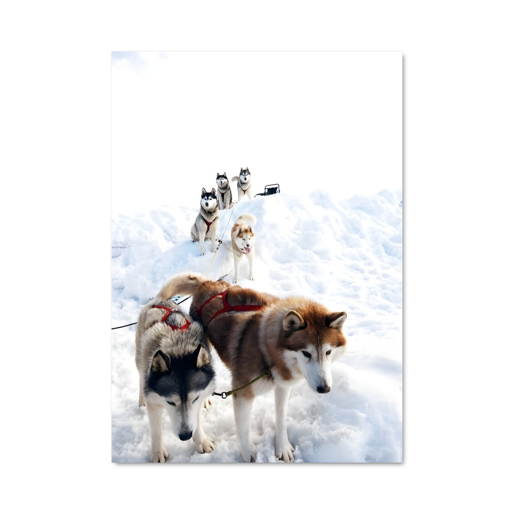 Poster Aventure Arctique
