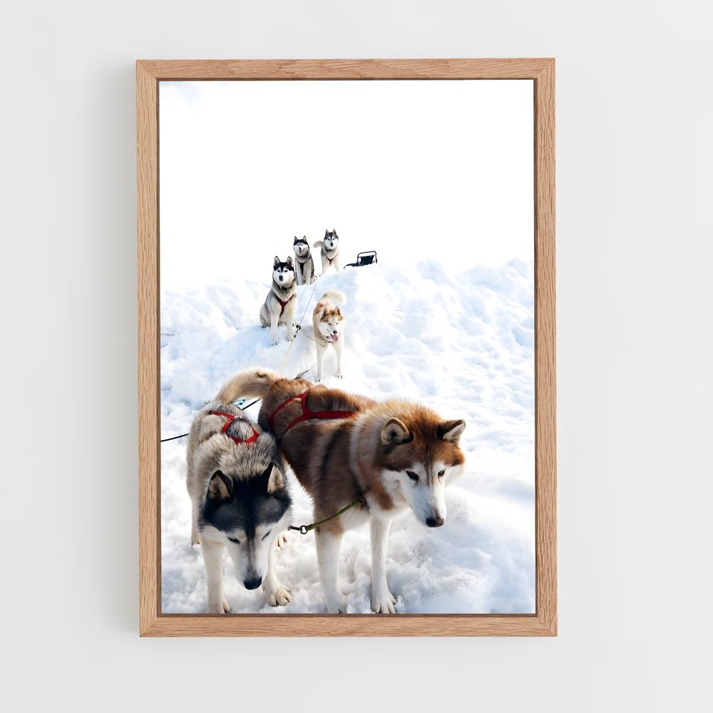 ap-sled dog teams alaska-2 cadre Bois clair