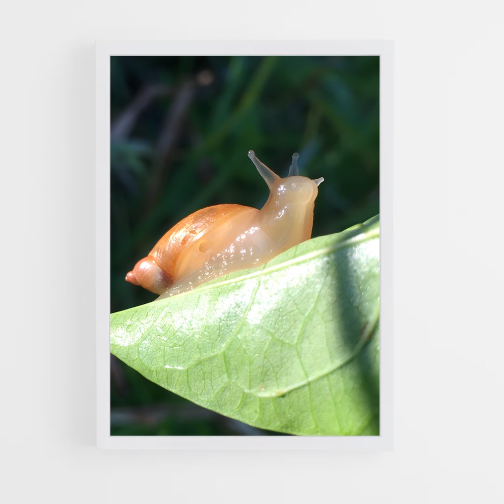 ap-slug-1 cadre Blanc