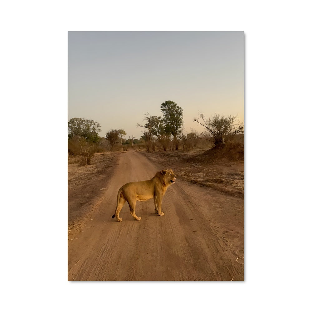 Poster La Traversée du Lion