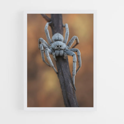 ap-spider-2 cadre Blanc