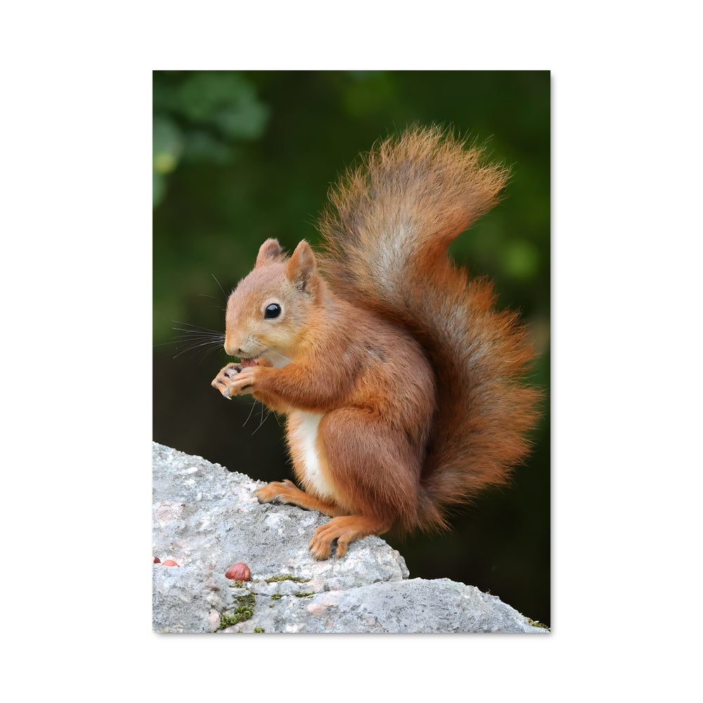 Poster Écureuil Gourmand
