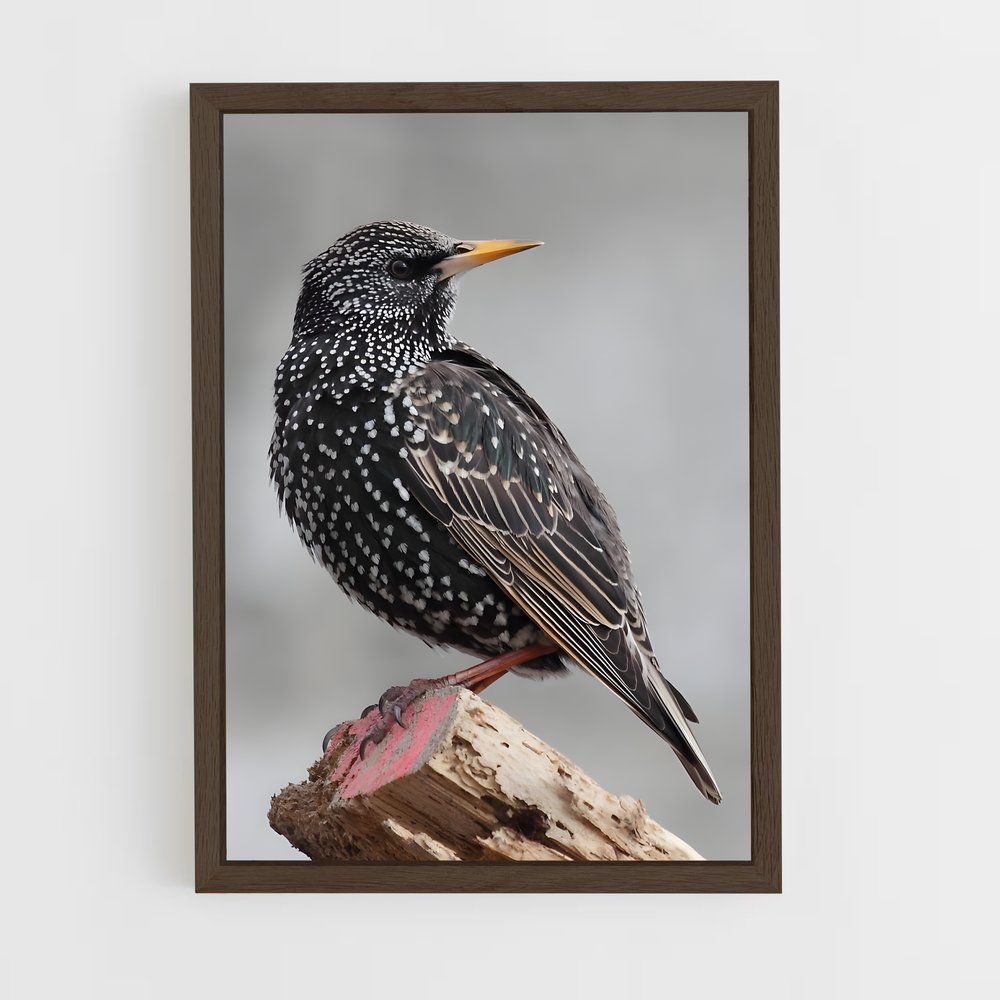 ap-starling-3 cadre Bois foncé