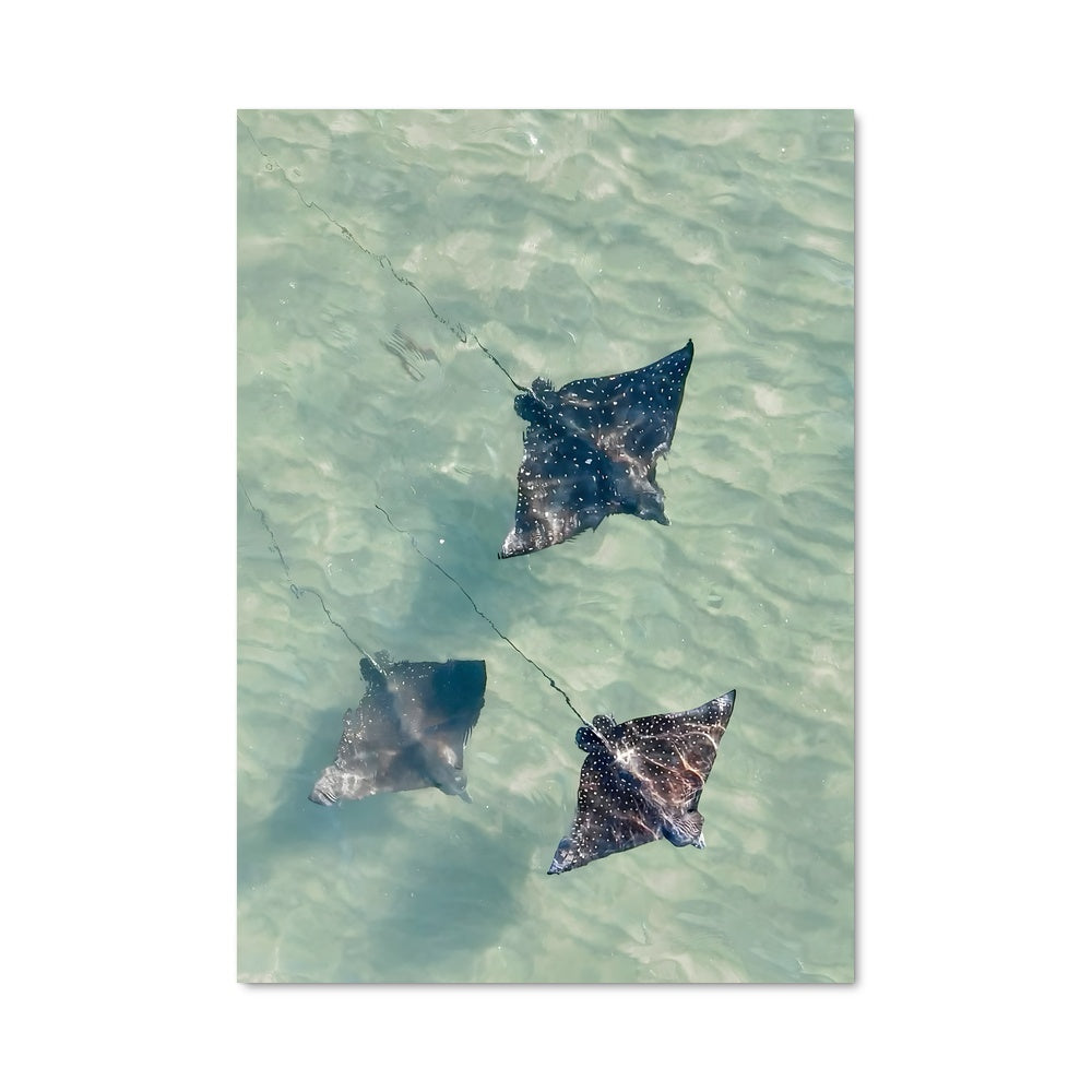 Poster Stingray 84433