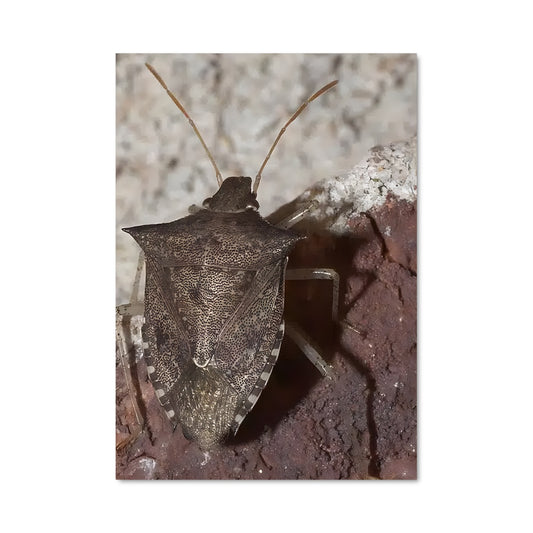 Poster Insecte Mystérieux