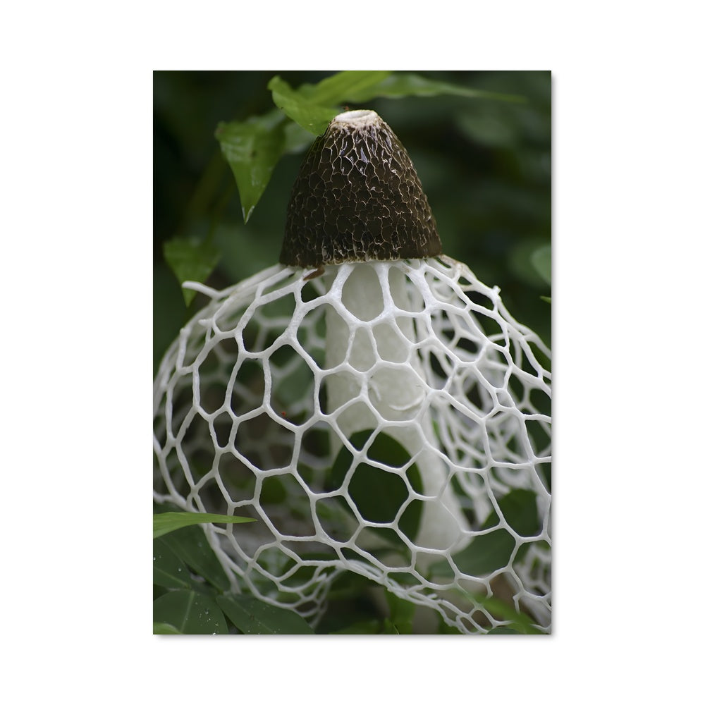 Poster Champignon Créatif