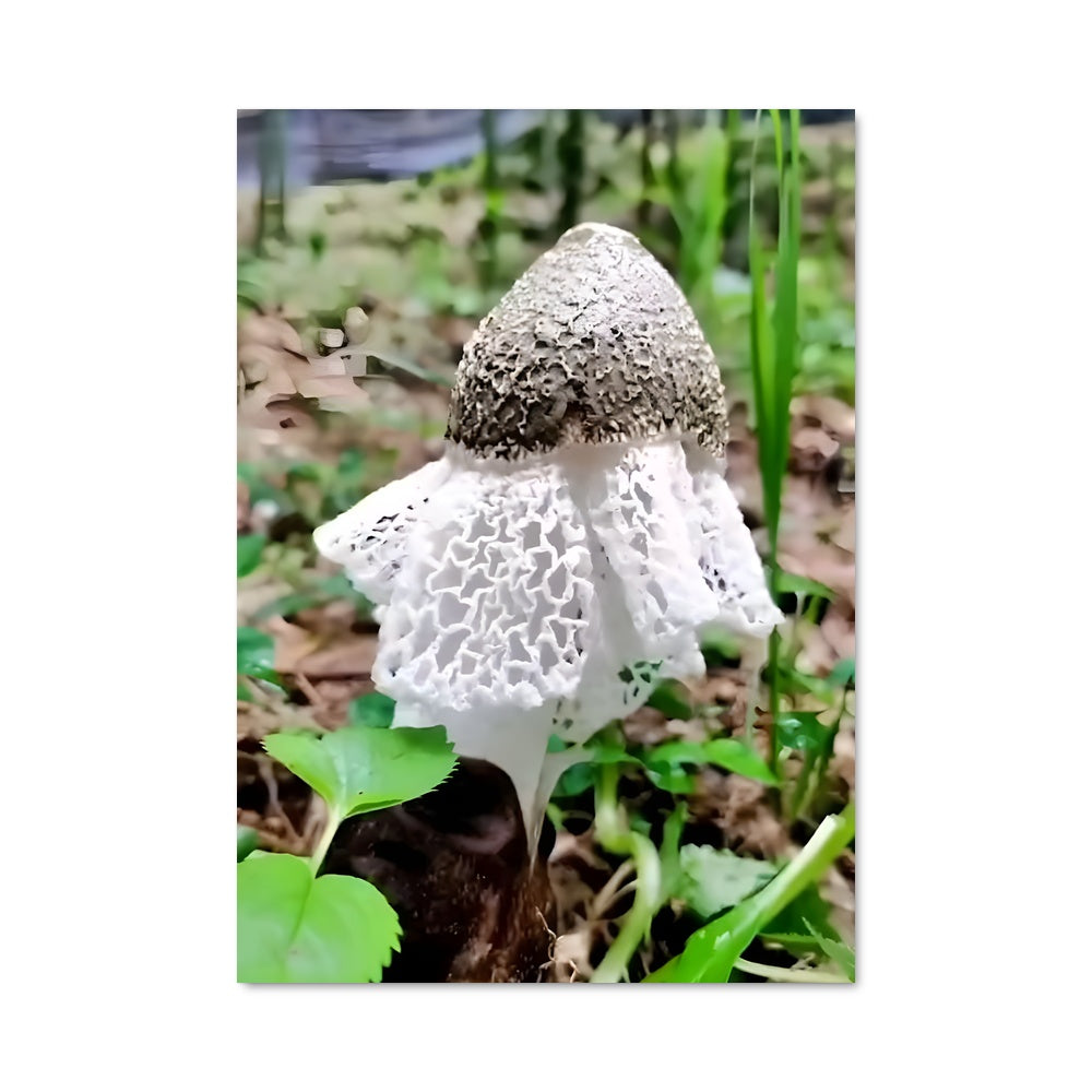 Poster Stinkhorn 94307