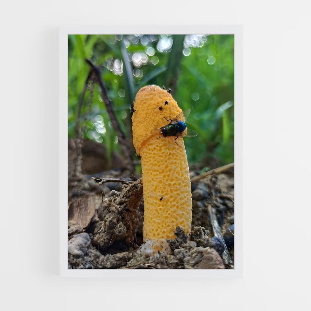 ap-stinkhorn-5 cadre Blanc