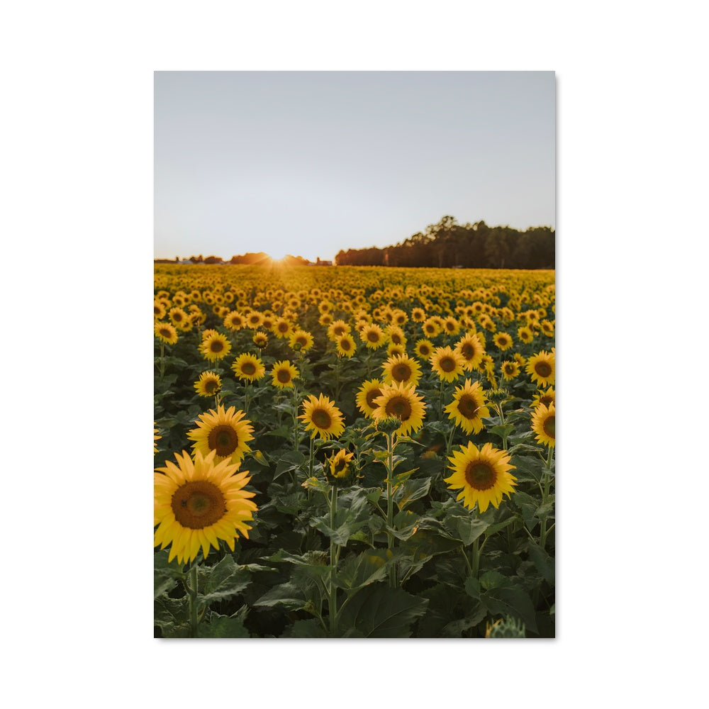 Poster Champs de Soleil