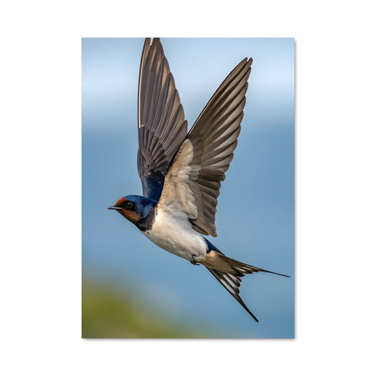 Poster L'Envol des Hirondelles