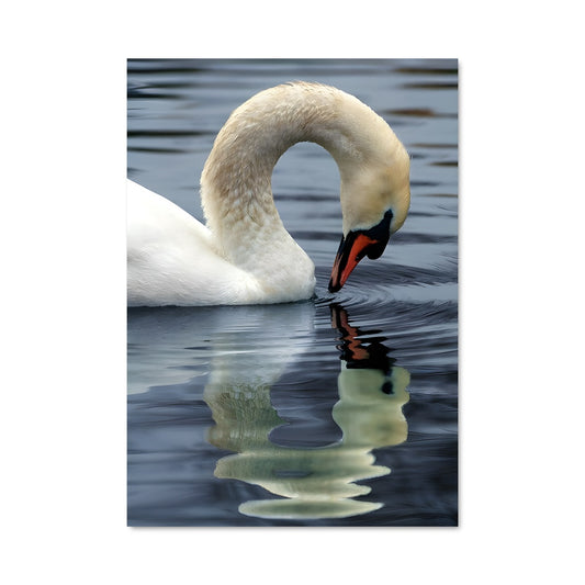 Poster Grâce Ailée