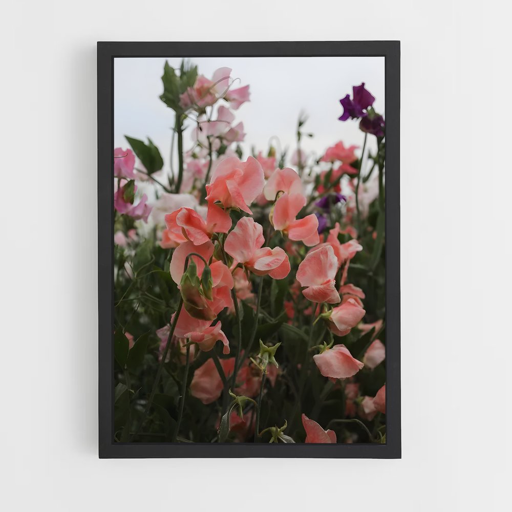 ap-sweet pea-2 cadre Noir