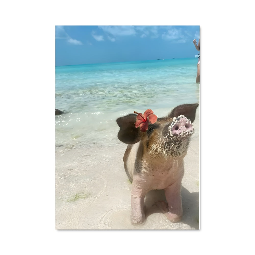 Poster Plage Porcine