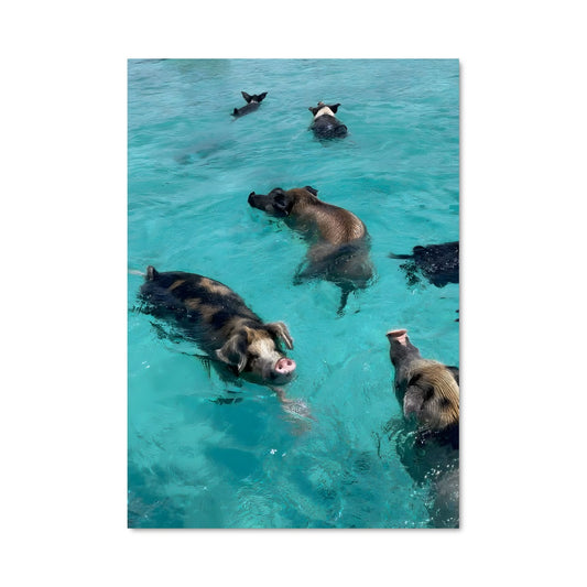 Poster Nageurs des Mers