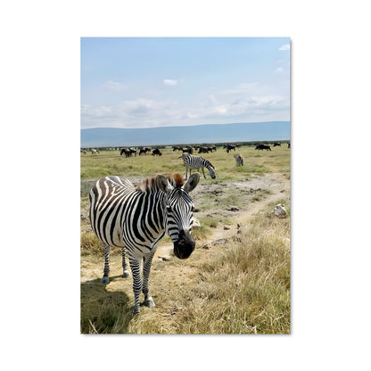 Poster Zèbre Sauvage