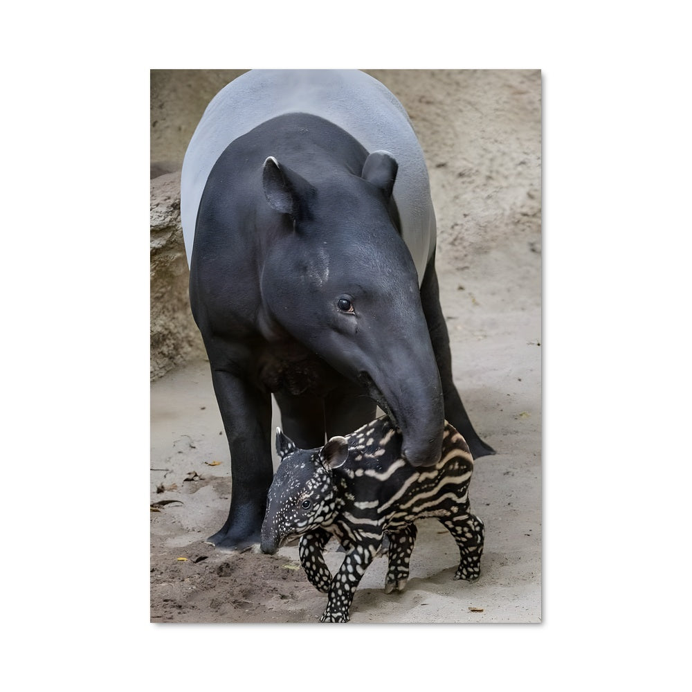 Poster Amis en Rayures