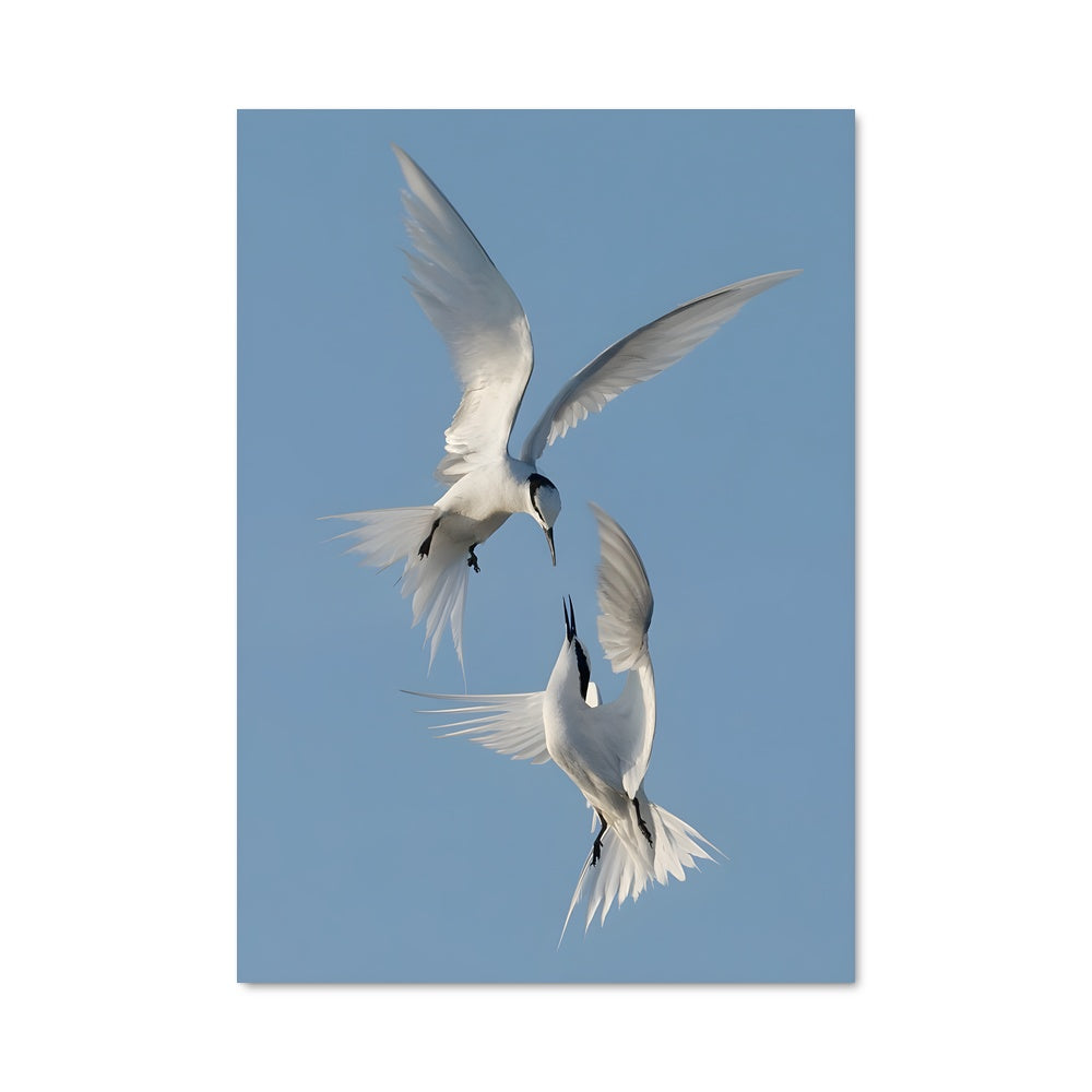 Poster Ciel des Oiseaux