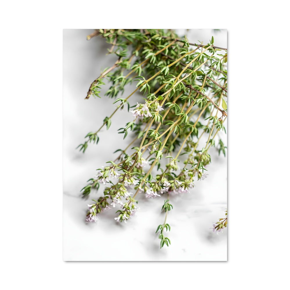 Poster Fleurs de Thym