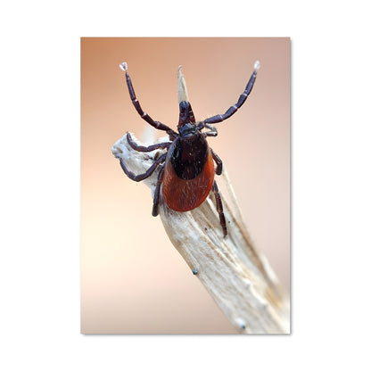 Poster Araignée Enigmatique