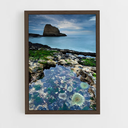 ap-tide pool-7 cadre Bois foncé