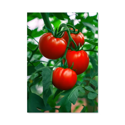 Poster Duo de Tomates
