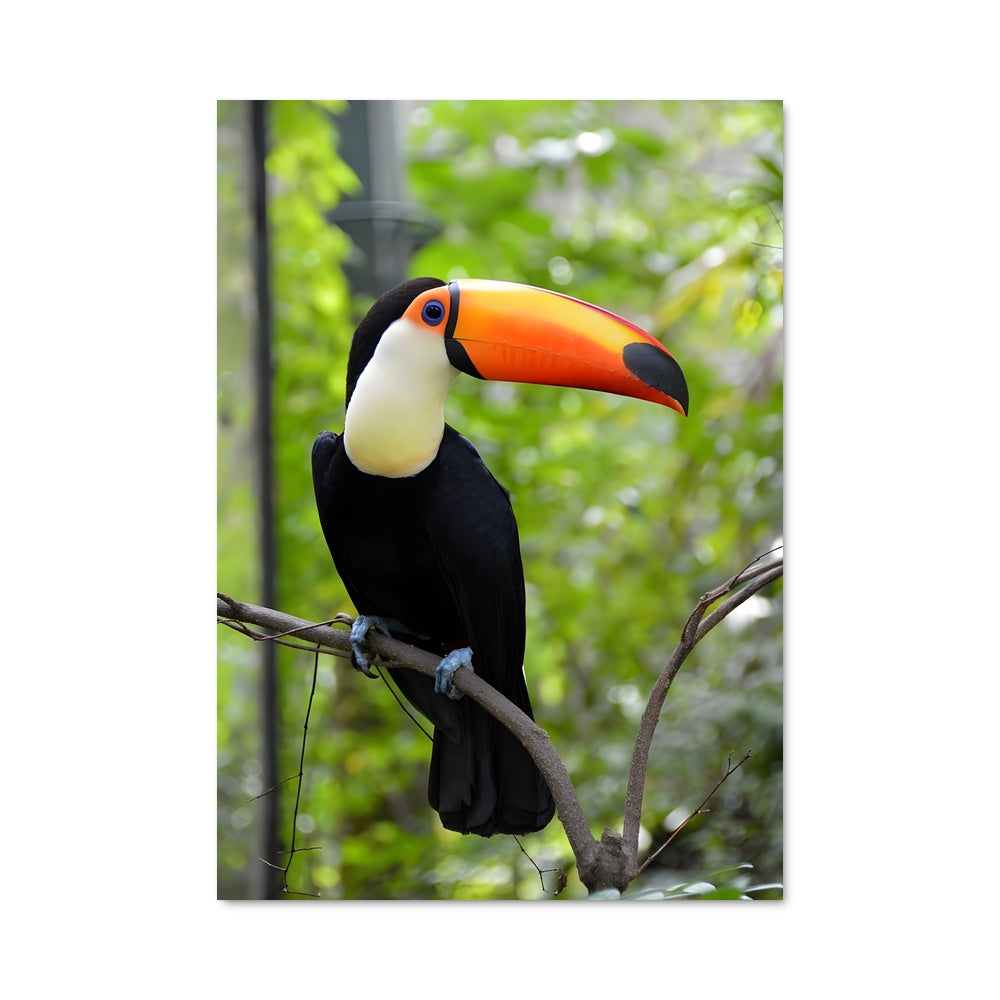 Poster Toucan Éclatant