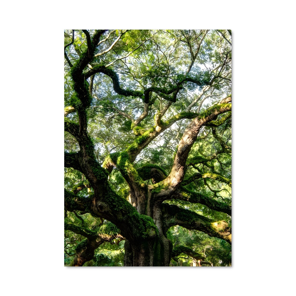 Poster L'Arbre des Anges