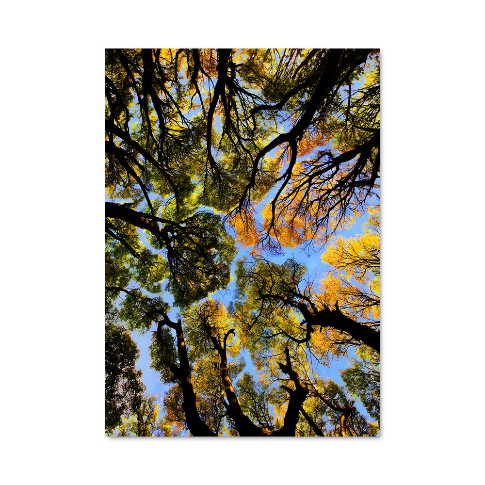 Poster Feuillage D'Automne