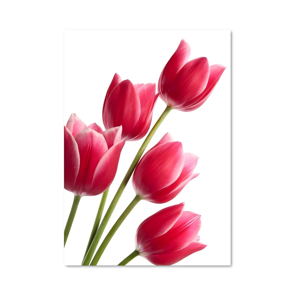 Poster Tulipes Rose