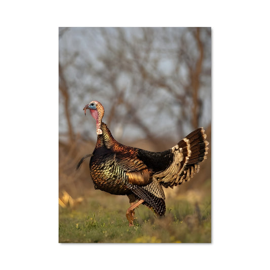 Poster Dindon Sauvage