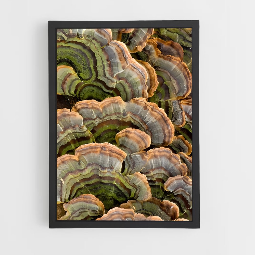 ap-turkey tail-1 cadre Noir