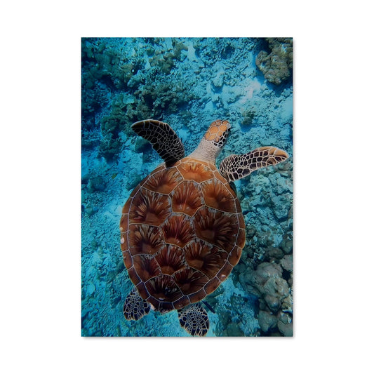 Poster Turtle 84516