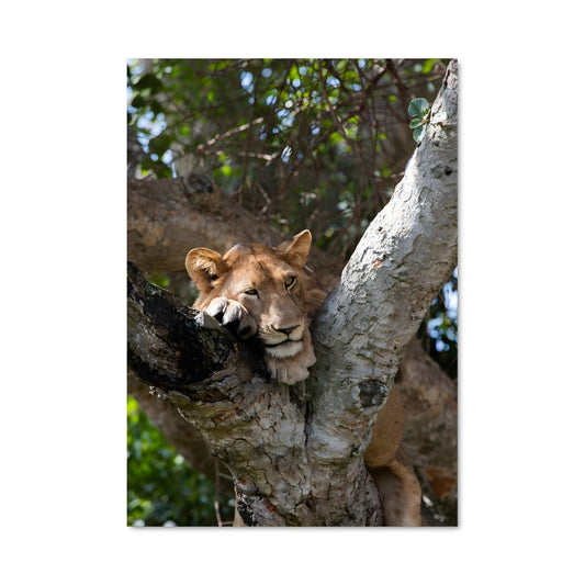 Poster Lionceau dans l'Arbre