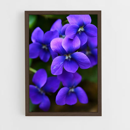 ap-violet-8 cadre Bois foncé