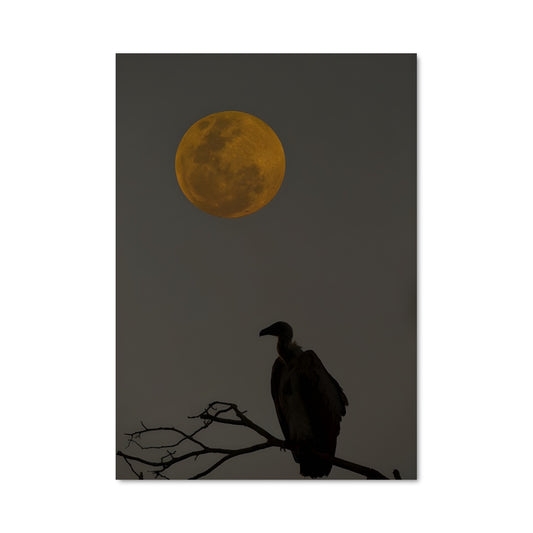 Poster L'Observateur Nocturne