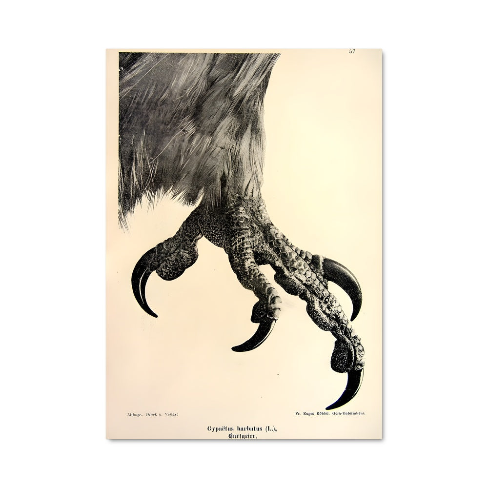 Poster Vautour Élégant