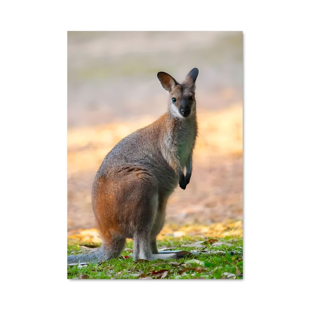 Poster Kangourou Majestueux