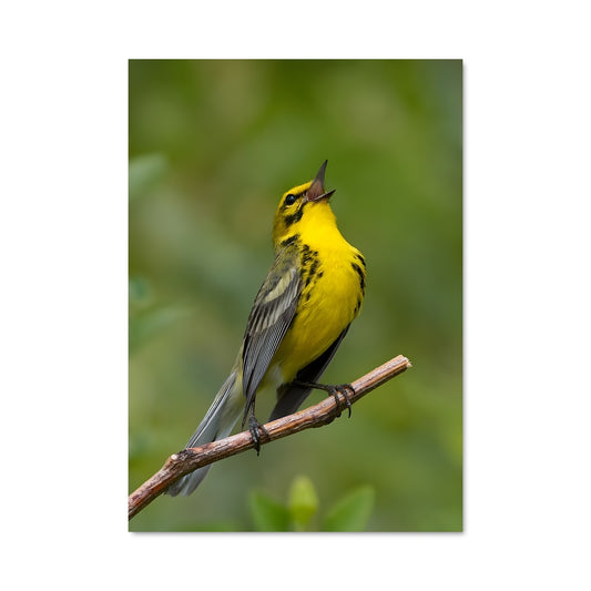 Poster Chanteur Jaune