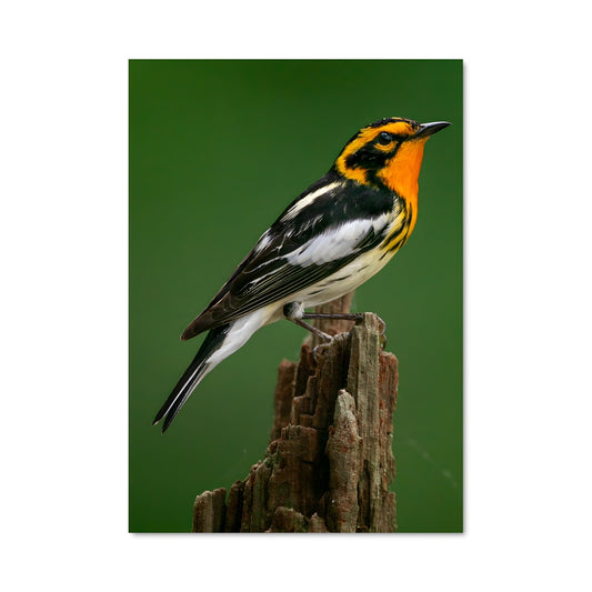 Poster Warbler 84544